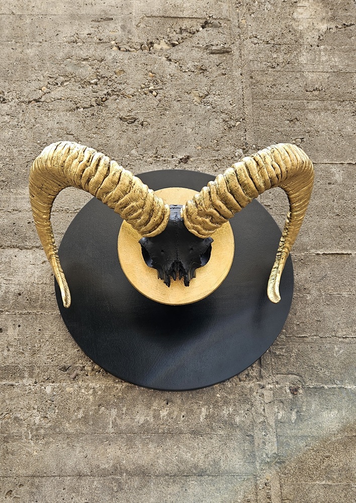 Widder Goldhorn – Widderhörner auf schwarzem Grund