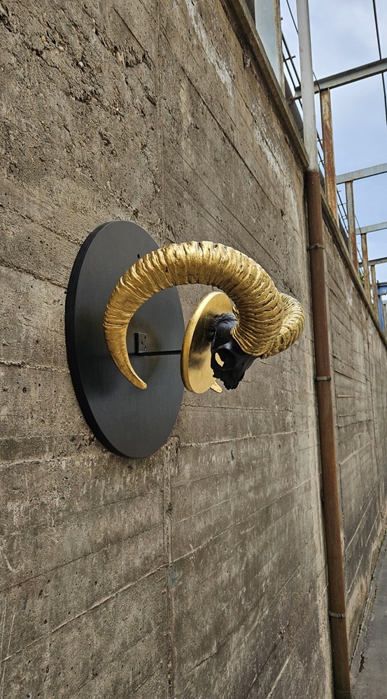 Widder Goldhorn – Seitenansicht